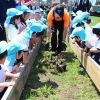米作り学ぶ「米米倶楽部」 アイガモ農法２年目 野岸幼稚園児も応援